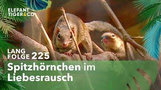 Wilde Liebschaften der Spitzhörnchen (Langfolge 225) | Elefant, Tiger & Co. | ARD