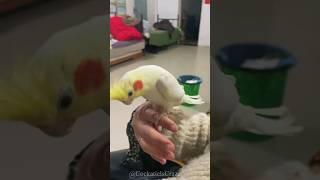 Having Fun with Hand-Tamed Cockatiel | Cockatiels Craze