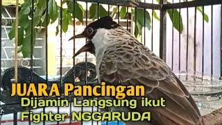 Suara Burung Kutilang Gacor NGGARUDA TARUNG seperti ini sangat Cepat memancing Kutilang LAIN Gacor