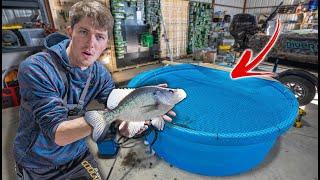 The Indoor Pool Pond Has A New GIANT Fish!