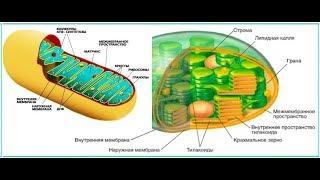 Митохондрии. Пластиды.
