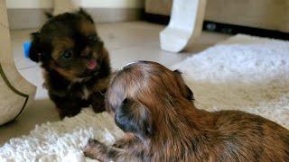 Playful Beautiful Shih Tzus Puppies || TOO CUTE