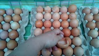 Курица перестала быть несушкой; старая курица несет бракованные яйца; выпадение яйцевода у перепелки
