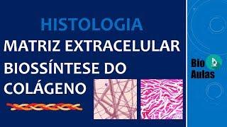 Biossíntese do Colágeno - Matriz Extracelular (Histologia Humana) - Bio Aulas