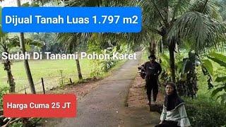 Wow Murah Bangett, Dijual Tanah Luas 1.797m2. Sudah Di Tanami Pohon Karet. Cuma 25 JT