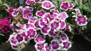 Dianthus Plant Care l How to Grow and Get more Flowers l Winter - Spring  Flowers