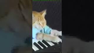 Keyboard cat...