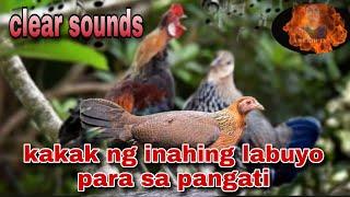 Clear sounds of hen wild chicken for hunting | kakak ng inahing labuyo