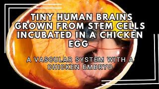 Growing brain organoids incubated in an egg with a chicken embryo