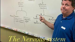 The Nervous System