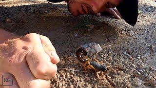 Giant Deadly Scorpion!!! Africa's largest Venomous Scorpion Taking Scratches!!!