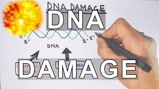 Overview of DNA Damage