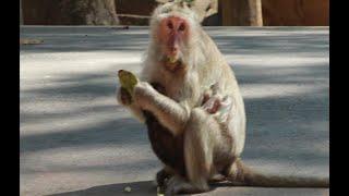 Maybe This Little Monkey Of Butter Hungry Milk During Mum Eat Fruits