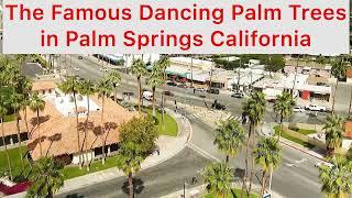 Famous Dancing Palm Trees in Palm Springs, California