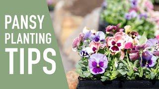 Tips for Planting Pansies || West Coast Gardens