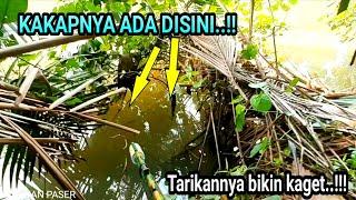 2 HARI BERBURU IKAN DI SUNGAI DAPAT KAKAP BARRAMUNDI MANGROVE JACK DAN BELANAK