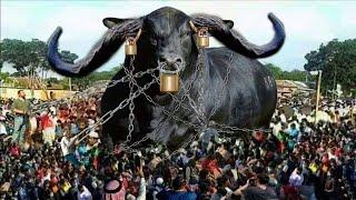 80 கோடி மதிப்புள்ள இந்த எருமை மாடு உலகின் மிகப்பெரிய மாடு |Biggest bulls in the world | TamilWonders