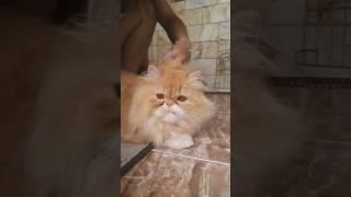 Rico kucing pintar