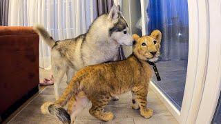 Африканский ЛЕВ в гостях у Хаски / Собака боится Львёнка / lion vs husky