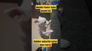 #youtube #minivlog #trendingshorts #shortfilm #doglover #dogshorts #doglife #dogvideos #doglover