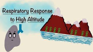 Respiratory Response To High Altitude | Acclimatization Physiology | Respiratory Physiology
