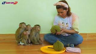 Smart Kako Luna Olly & Lisa Eating Durian Fruit