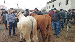 Yangiqõrģon tumani Begabod Mol bozori semiz boqma va yosh buqalar narhlari bilan tanishing 8.03.2025