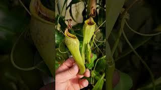 First nepenthes greenhouse tour video for Eat Me Exotics.