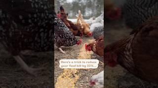 How to Ferment Chicken Feed and Save $$!! (Instructions and discount in description)