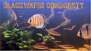 Blackwater Wild Discus Tank Gets An Overhaul