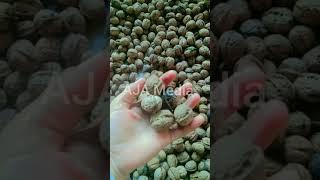 Walnuts Chitral | Walnuts Birir Chitral beautiful | #chitral #travel #travelchitral