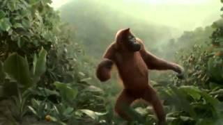 Танцующая обезьяна  Всем хорошего дня! online video cutter com