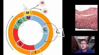 Cell Cycle, Mitosis and Meiosis