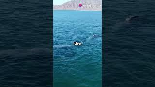 The Whales of the Pacific: Gray Whale's Epic Journey!