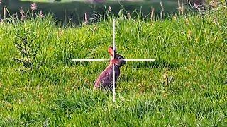 Too Many Rabbits? - Extreme Rabbit Hunting