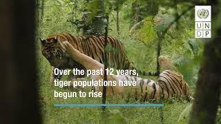 A Future With Tigers