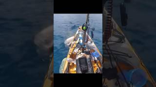 Tiger Shark Rams Man’s Boat  | Shocking Encounter! | #shorts