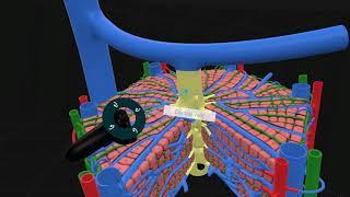 3D Organon Microscopic Anatomy