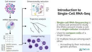 Introduction to Single-Cell RNA-seq, Its Pipeline and Analysis | BioCode: Learn Bioinformatics