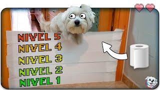 PERRO vs PAPEL HIGIÉNICO CHALLENGE!Anima Dogs