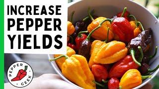 Grow LOTS of Peppers - Top Tips for Better Yields