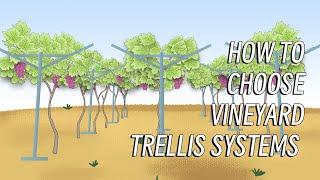 Various trellis systems for different varieties of grapes