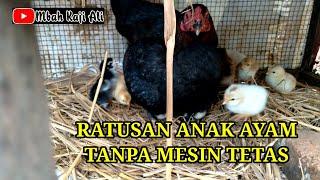 Cara cepat hasilkan anak ayam tanpa mesin tetas