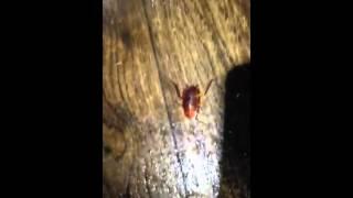 Brown Banded Cockroach in Port Charlotte FL Repossessed Home