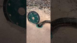 Simple Easy Snake Trap #creativesnaketrap#buildsnaketrap