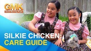 How to care for silkie chickens