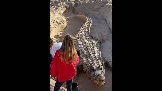 Big crocodile on beach with sand