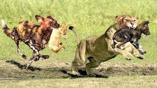 The God help Mother Lion destroy 16 Wild Dogs save Lion Cub - Epic Battle Of Lion Vs Wild Dogs