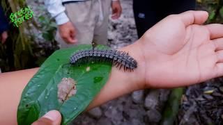 Cuyabeno Tours in the Amazon Jungle of Ecuador - Green Forest Ecolodge