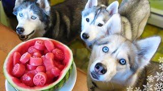 WATERMELON DOG TREAT How to make Frozen DIY Dog Treats  | Snacks with the Snow Dogs 34